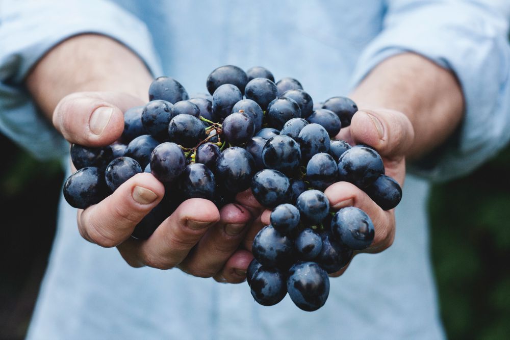 The Startling Effects of Diet on the Brain